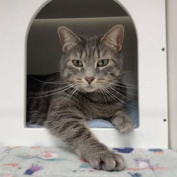 Cassandra -  Domestic Short Hair Cat for Adoption in New Castle, Delaware - Cassandra | PetCurious