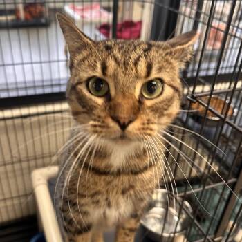 Chunk -  Domestic Short Hair Cat for Adoption in Rocky Mount, Virginia - Chunk | PetCurious