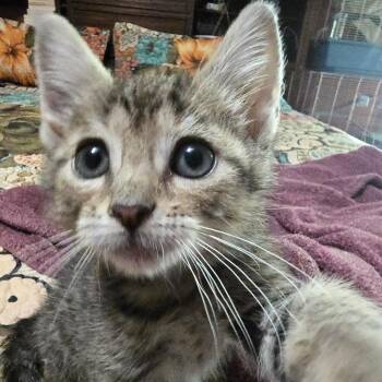 Angelo "Ozzy" -  Domestic Short Hair Cat for Adoption in Clarksville, Arkansas - Angelo "Ozzy" | PetCurious
