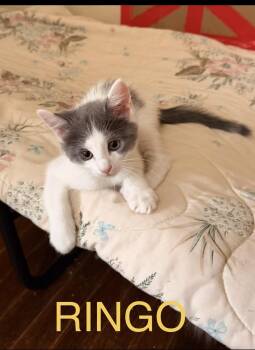 Ringo -  Domestic Long Hair Cat for Adoption in Chicago, Illinois - Ringo | PetCurious