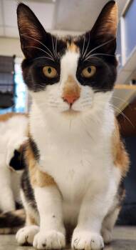 Calico Cats Available for Adoption in Chester, New Jersey - Qi