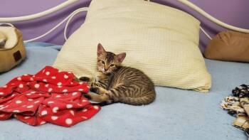 Ymir -  Domestic Short Hair Cat for Adoption in Raleigh, North Carolina - Ymir | PetCurious