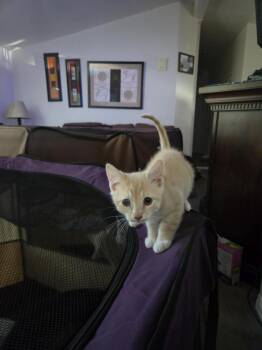 Ron -  Domestic Short Hair Cat for Adoption in Lancaster, California - Ron | PetCurious