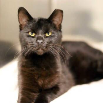 Rescue Domestic Short Hair Cats for Adoption in Atlanta, Georgia - Frankster | PetCurious