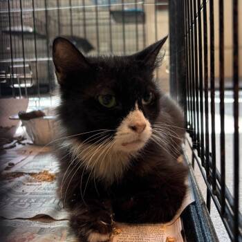 Pippin -  Domestic Short Hair Cat for Adoption in Huntington, West Virginia - Pippin | PetCurious