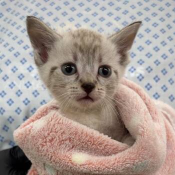 Florian -  Domestic Short Hair Cat for Adoption in West Palm Beach, Florida - Florian | PetCurious