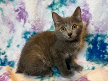 Gypsy -  Manx Cat for Adoption in Rutherfordton, North Carolina - Gypsy | PetCurious