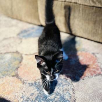 Domestic Medium Hair Cats Available for Adoption in Kenai, Alaska - Tucker | PetCurious