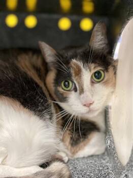 Sweet Pea -  Domestic Short Hair Cat for Adoption in Austin, Texas - Sweet Pea | PetCurious