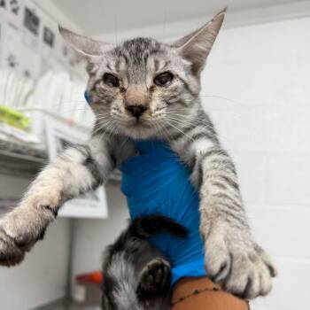 Hermione -  Domestic Short Hair Cat for Adoption in Edinburg, Texas - Hermione | PetCurious