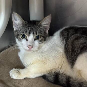 Domestic Short Hair Cats Available for Adoption in Austin, Texas - Vegan Doughnut | PetCurious