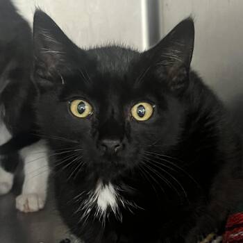Turmeric -  Domestic Short Hair Cat for Adoption in Idaho Falls, Idaho - Turmeric | PetCurious