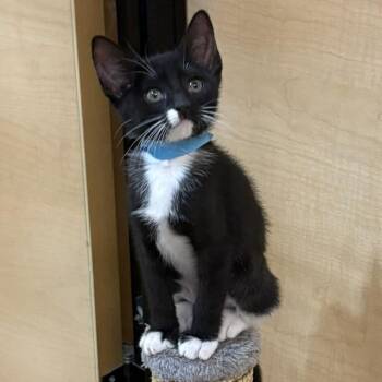 Flower* -  Domestic Short Hair Cat for Adoption in San Gabriel, California - Flower* | PetCurious