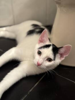 Rescue Domestic Short Hair Cats for Adoption in New York, New York - Japser | PetCurious