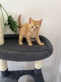 Rescue Domestic Short Hair Cats for Adoption in Johnson City, Tennessee - Cheddar | PetCurious