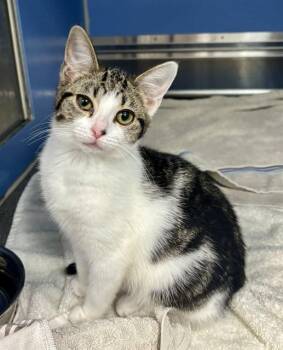 DARLING -  Domestic Short Hair Cat for Adoption in Kalamazoo, Michigan - DARLING | PetCurious