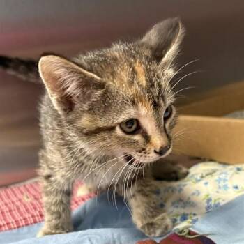 LEOPARD -  Domestic Short Hair Cat for Adoption in St. Louis, Missouri - LEOPARD | PetCurious