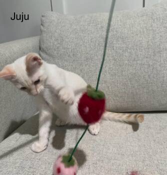 Juju -  Domestic Short Hair Cat for Adoption in San Antonio, Texas - Juju | PetCurious