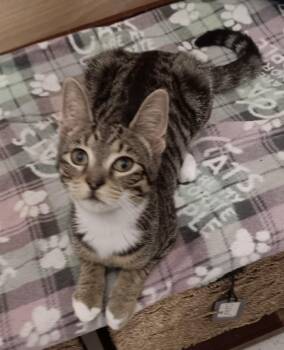 Kittens- Francesca and Link -  Domestic Short Hair Cat for Adoption in Salem, New Hampshire - Kittens- Francesca And Link | PetCurious
