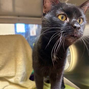 Domestic Short Hair Cats Available for Adoption - Zig-Zag | PetCurious