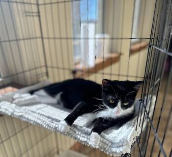 Rescue Domestic Short Hair Cats for Adoption in El Reno, Oklahoma - Herc | PetCurious