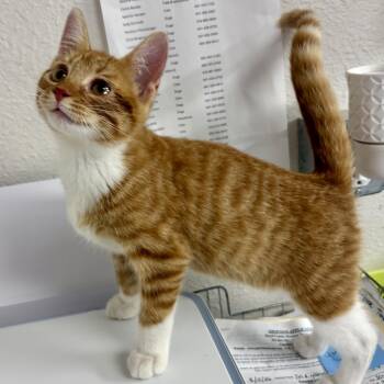 Jerry -  Domestic Short Hair Cat for Adoption in Charles City, Iowa - Jerry | PetCurious