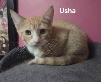 Usha (F), Upton (M) & Uzzi (M) -  Domestic Short Hair Cat Available for Adoption in Chicopee, Massachusetts - Usha (F), Upton (M) & Uzzi (M) | PetCurious