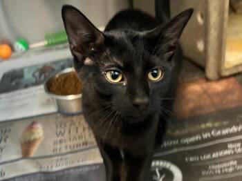 Minnow -  Domestic Short Hair Cat for Adoption in Powell, Ohio - Minnow | PetCurious