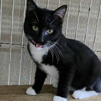Rescue Domestic Short Hair Cats for Adoption in Madison, Wisconsin - Carly | PetCurious