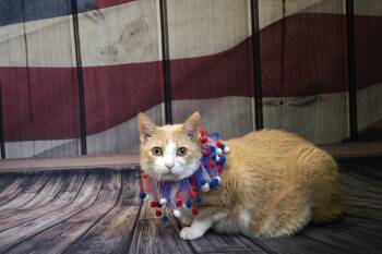 Domestic Short Hair Cats Available for Adoption in Old Bridge, New Jersey - Jack | PetCurious