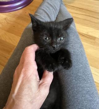 Hujan -  Domestic Short Hair Cat Available for Adoption in Trenton, New Jersey - Hujan | PetCurious
