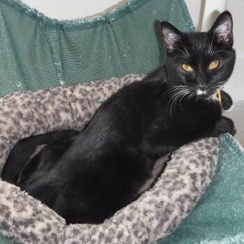 Dean - Handsome & Fun -  Tuxedo Cat for Adoption in Hoquiam, Washington - Dean - Handsome & Fun | PetCurious