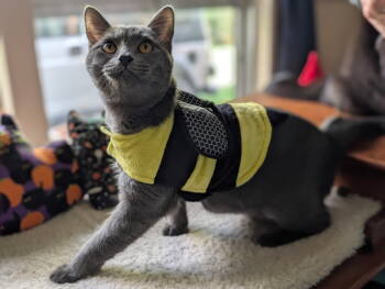 Rescue Domestic Short Hair Cats for Adoption in Dayton, Ohio - Powder Puff | PetCurious