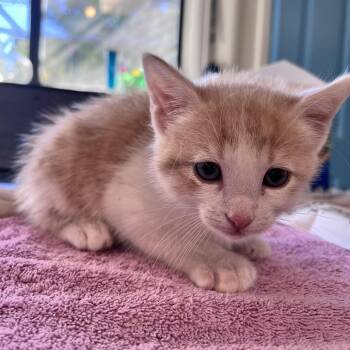 Peter Parker -  Domestic Short Hair Cat for Adoption in Denver, Colorado - Peter Parker | PetCurious