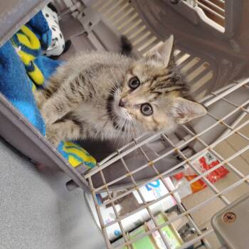 Rescue Domestic Short Hair Cats for Adoption in Troy, Virginia - Mishee | PetCurious