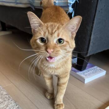 Chester -  Domestic Short Hair Cat for Adoption in Chicago, Illinois - Chester | PetCurious