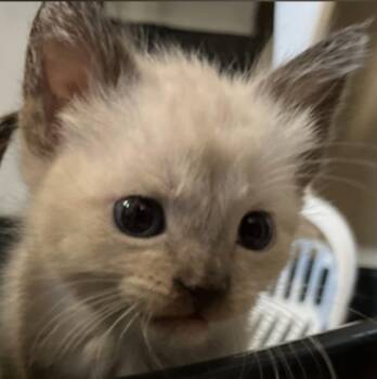 Seal Point -  Siamese and Domestic Short Hair Cat for Adoption in New Braunfels, Texas - Seal Point | PetCurious