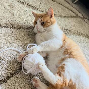 Tudor -  Domestic Short Hair Cat for Adoption in Evanston, Illinois - Tudor | PetCurious