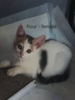Flour -  American Shorthair Cat for Adoption in Hagaman, New York - Flour | PetCurious