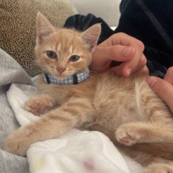 Billy Bones -  Domestic Short Hair Cat for Adoption in Evanston, Illinois - Billy Bones | PetCurious