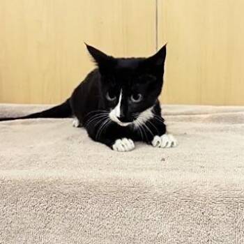 Quarter -  Domestic Short Hair Cat for Adoption in Brentwood, Missouri - Quarter | PetCurious