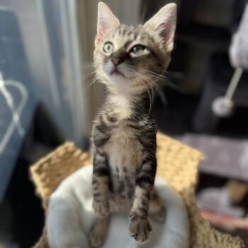Nemo -  Domestic Short Hair Cat for Adoption in Buffalo, New York - Nemo | PetCurious