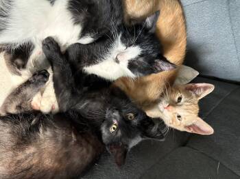 Burke -  Domestic Short Hair Cat for Adoption in Steinbach, Manitoba - Burke | PetCurious