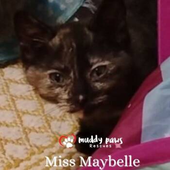 Rescue Domestic Short Hair Cats for Adoption in Council Bluffs, Iowa - Genteel Southern Belles: Miss Maybelle | PetCurious