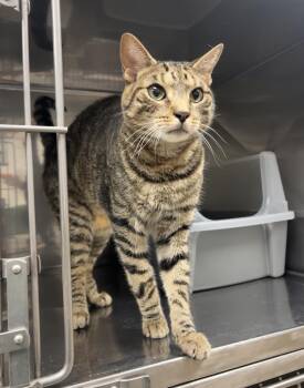 Torque -  Domestic Short Hair Cat for Adoption in Montville, New Jersey - Torque | PetCurious