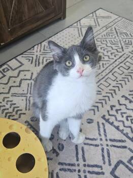 Rescue Domestic Medium Hair Cats for Adoption in Huntington Beach, California - Gertrude | PetCurious