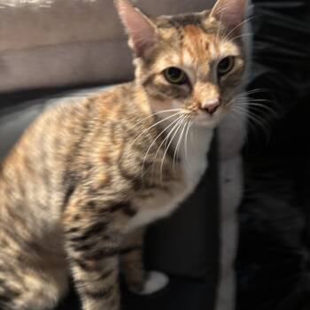 American Shorthair Cats Available for Adoption - Parsley | PetCurious