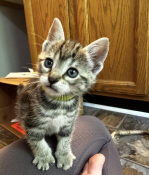 Crux -  Tiger Cat Available for Adoption in Grand Haven, Michigan - Crux | PetCurious