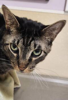 Boone -  Domestic Short Hair Cat for Adoption in Vancouver, Washington - Boone | PetCurious