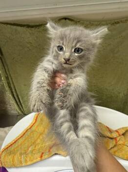 Domestic Short Hair Cats Available for Adoption in Riverside, California - MICKEY | PetCurious